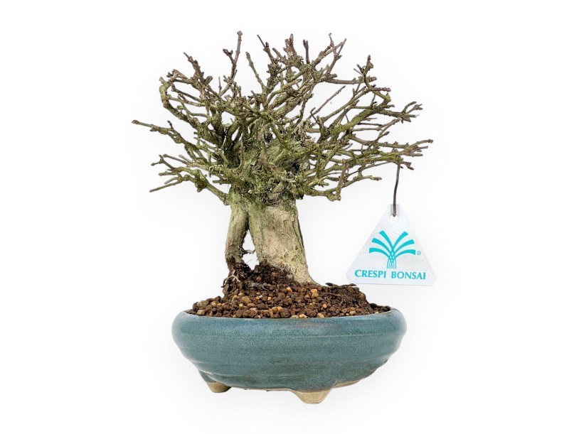 Bonsai di Premna japonica %separator% %category%