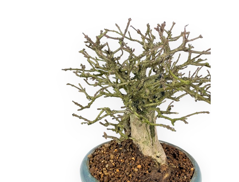 Bonsai di Premna japonica %separator% %category%