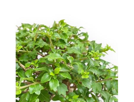 Bonsai di Premna japonica %separator% %category%