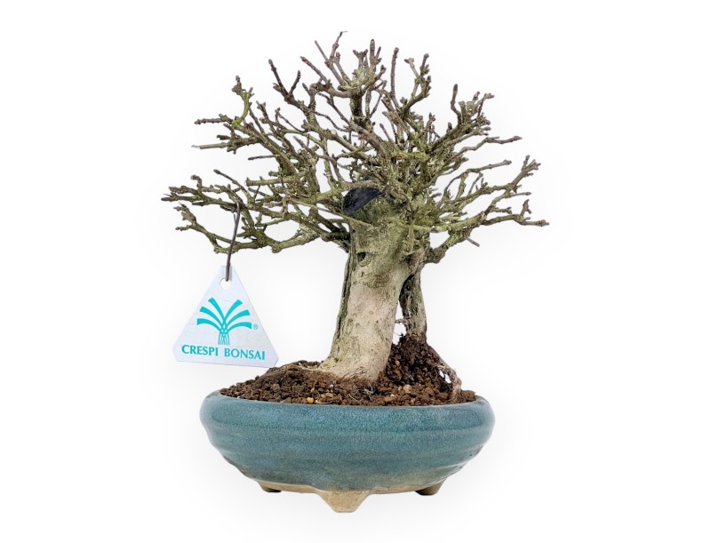 Bonsai di Premna japonica %separator% %category%
