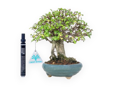 Bonsai di Premna japonica %separator% %category%
