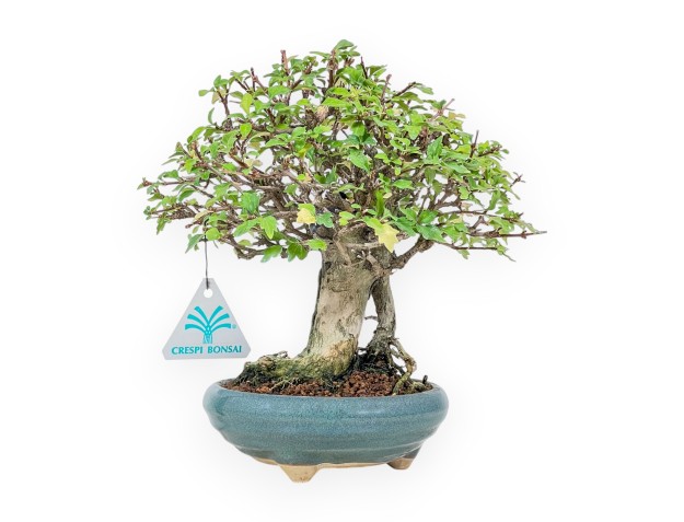 Bonsai di Premna japonica %separator% %category%