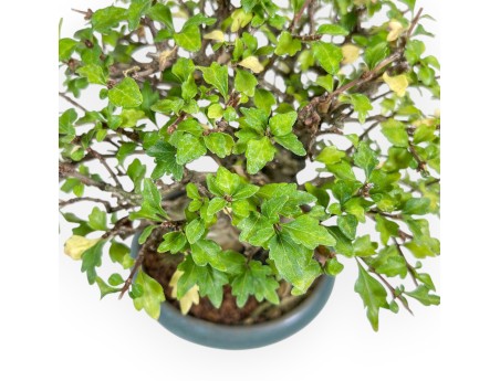 Bonsai di Premna japonica %separator% %category%