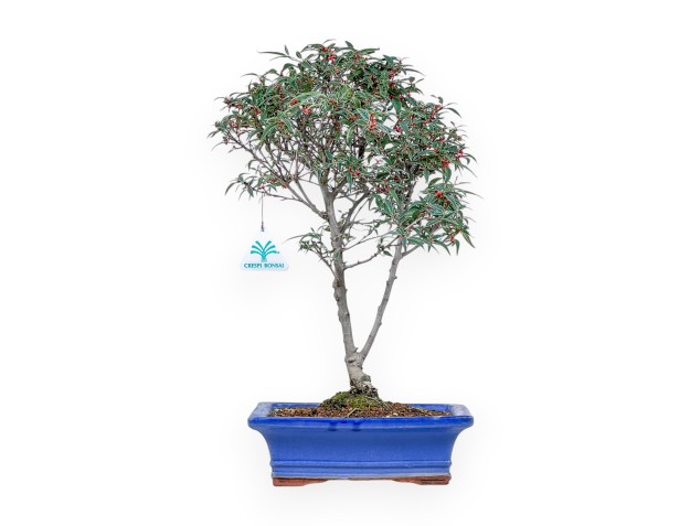 Bonsái de Ilex serrata subtilis %separator% %category%