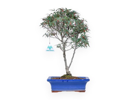 Bonsai di Ilex serrata subtilis %separator% %category%