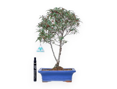 Bonsaï d'Ilex serrata subtilis %separator% %category%