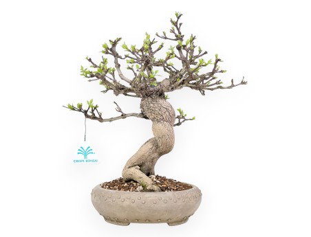 Bonsai di Premna japonica %separator% %category%