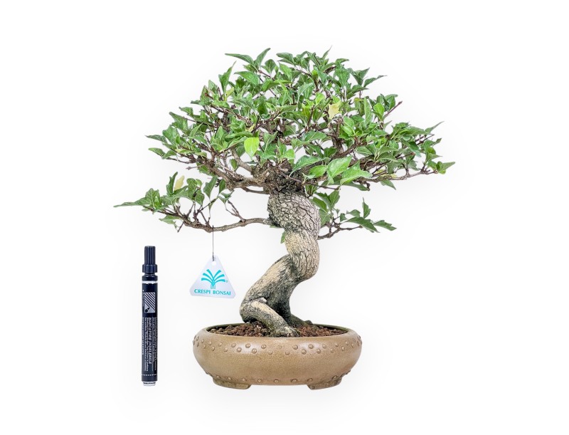 Bonsai di Premna japonica %separator% %category%