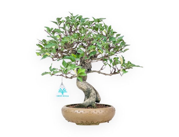 Bonsai di Premna japonica %separator% %category%