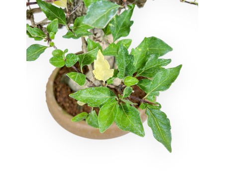 Bonsai di Premna japonica %separator% %category%