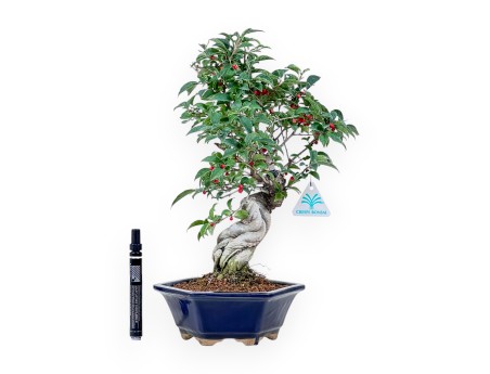 Ilex serrata bonsai %separator% %category%