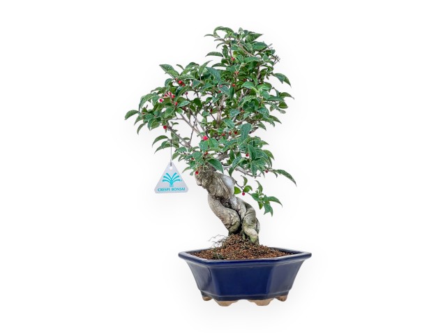 Bonsai di Ilex serrata %separator% %category%