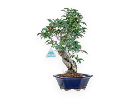 Bonsaï d'Ilex serrata %separator% %category%