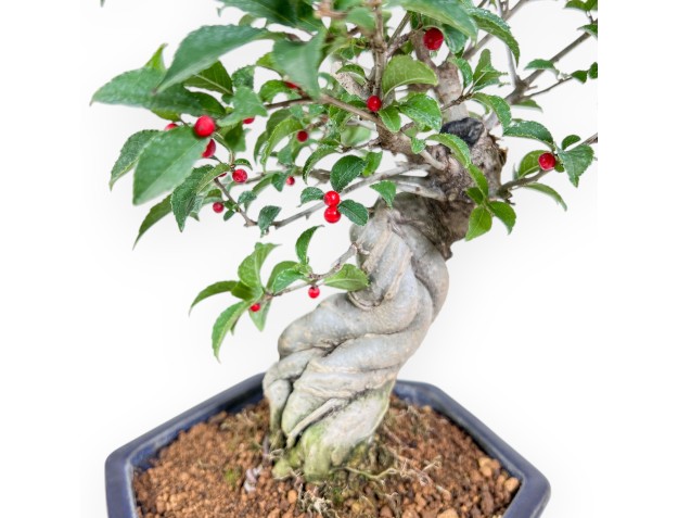 Bonsai di Ilex serrata %separator% %category% 2