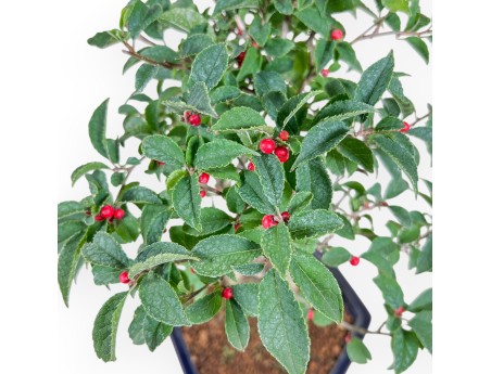 Bonsai di Ilex serrata %separator% %category%
