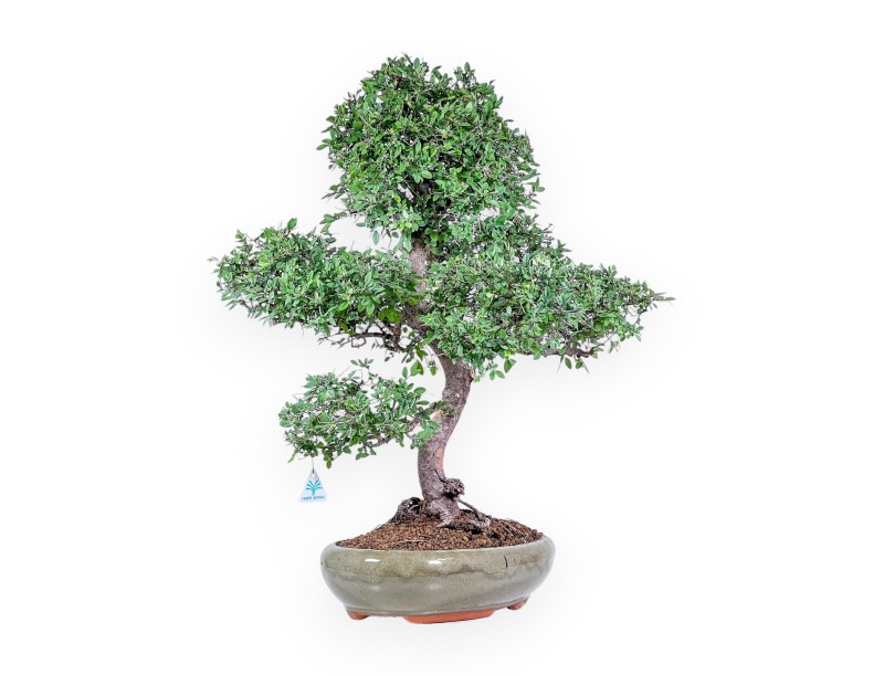 Bonsai di Zelkova nire %separator% %category% sempreverde