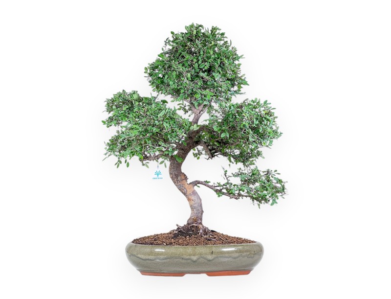 Bonsai di Zelkova nire %separator% %category% sempreverde