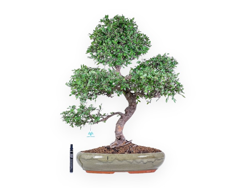Zelkova-Bonsai %separator% %category% immergrün