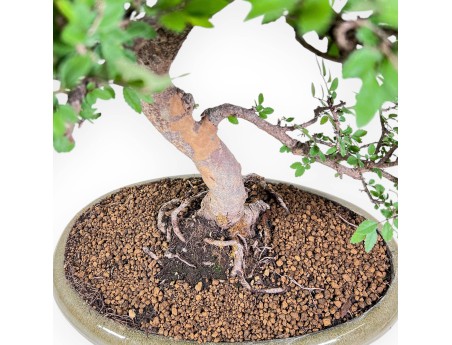 Bonsai di Zelkova nire %separator% %category% sempreverde