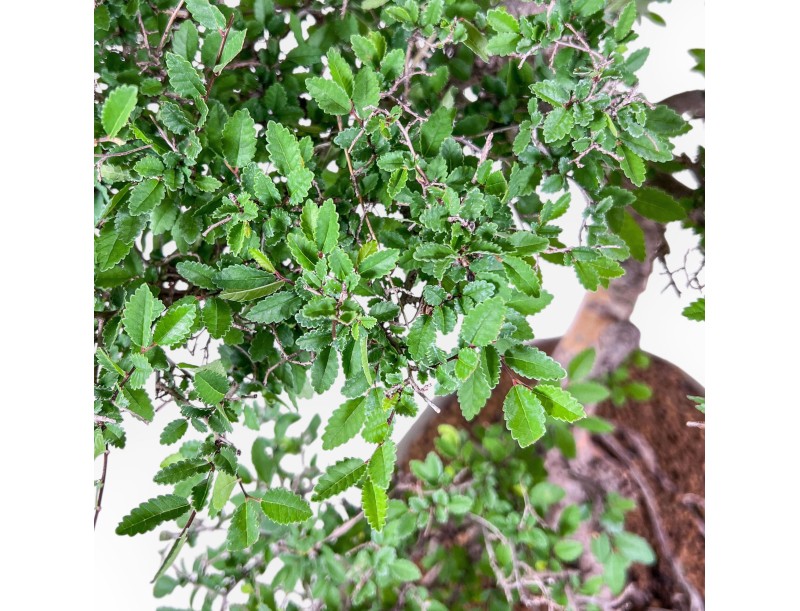 Bonsai di Zelkova nire %separator% %category% sempreverde