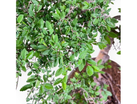 Zelkova-Bonsai %separator% %category% immergrün