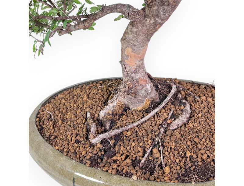 Zelkova nire-bonsai %separator% %category% groenblijvend