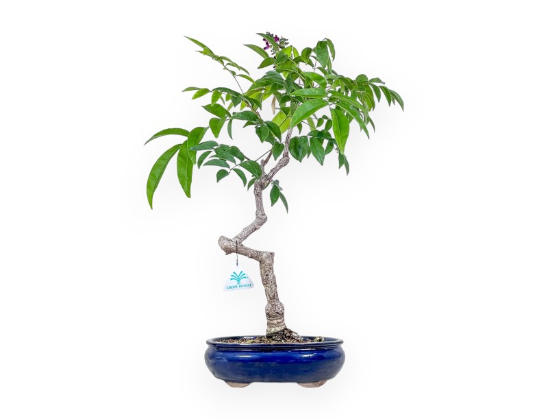 Millettia bonsai %separator% %category%