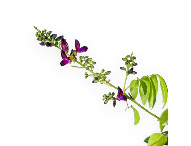 Bonsái de Millettia %separator% %category%