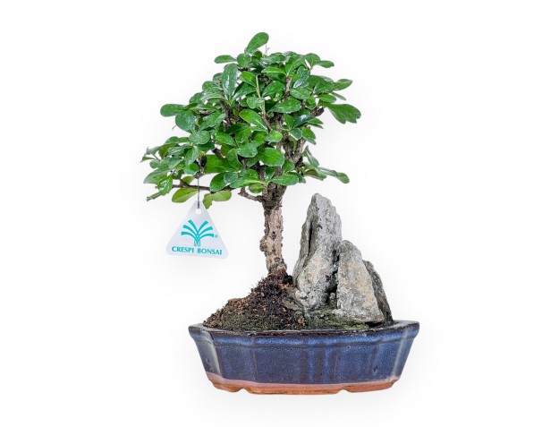 Bonsái de Carmona macrophylla %separator% %category% de hoja perenne