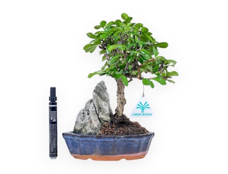 Carmona macrophylla-Bonsai %separator% %category% immergrün