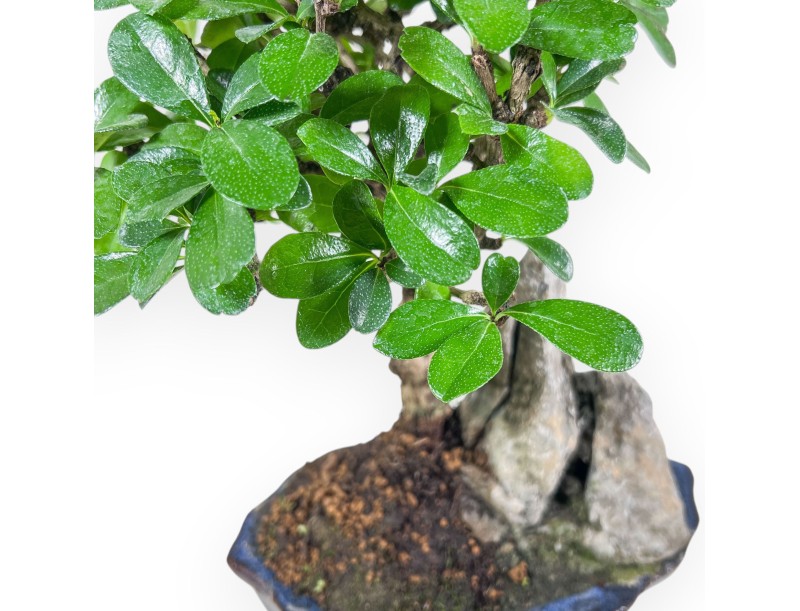Bonsai di Carmona macrophylla %separator% %category% sempreverde
