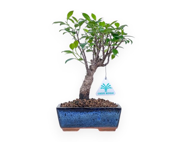 Bonsai di Ficus retusa %separator% %category% sempreverde