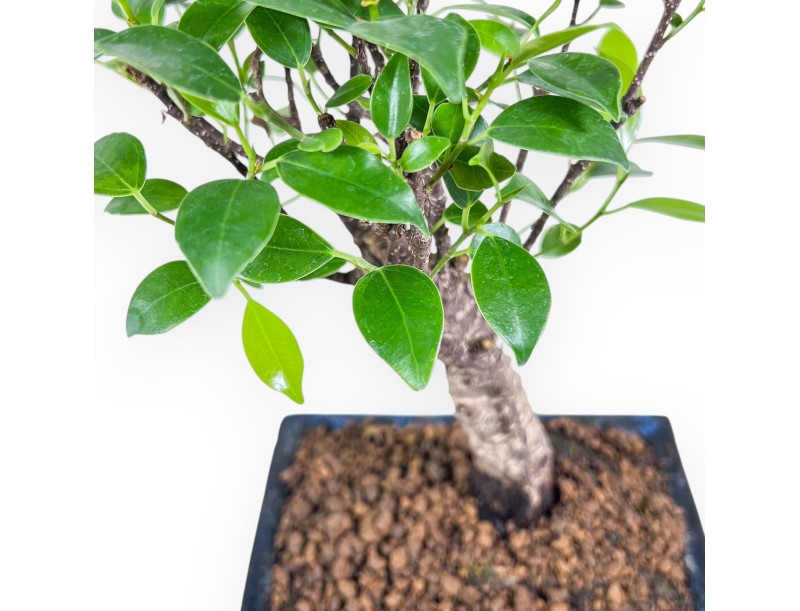 Bonsai di Ficus retusa %separator% %category% sempreverde