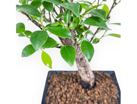 Bonsai di Ficus retusa %separator% %category% sempreverde