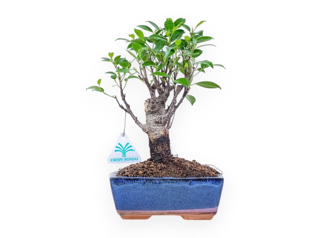 Bonsai di Ficus retusa %separator% %category% sempreverde
