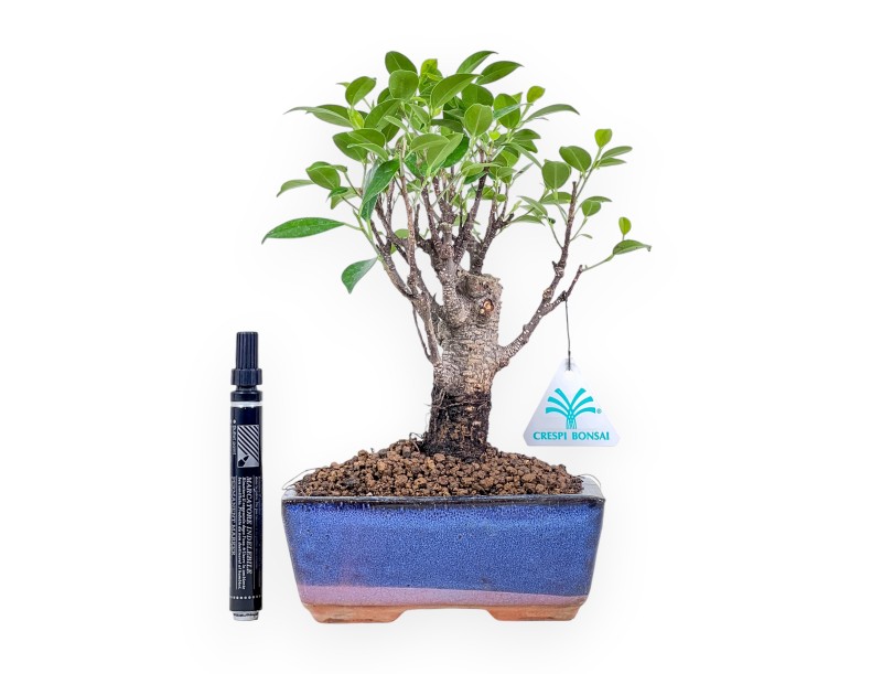 Bonsai di Ficus retusa %separator% %category% sempreverde
