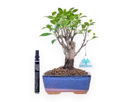Bonsai di Ficus retusa %separator% %category% sempreverde