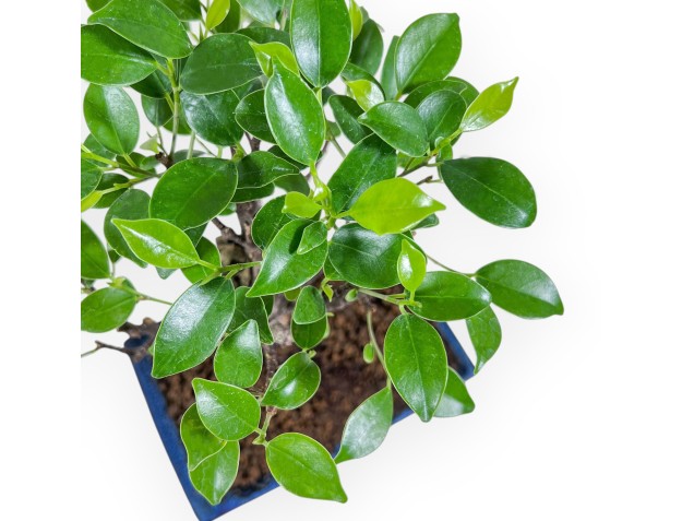 Bonsai di Ficus retusa %separator% %category% sempreverde 2