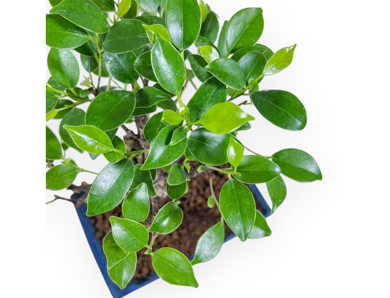 Bonsai di Ficus retusa %separator% %category% sempreverde