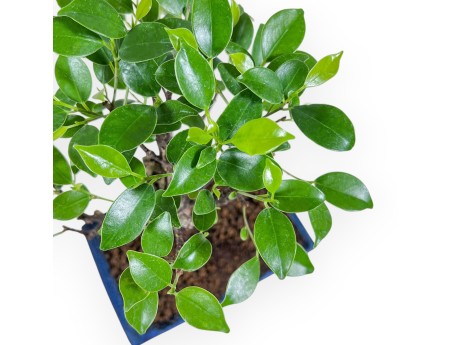 Bonsai di Ficus retusa %separator% %category% sempreverde
