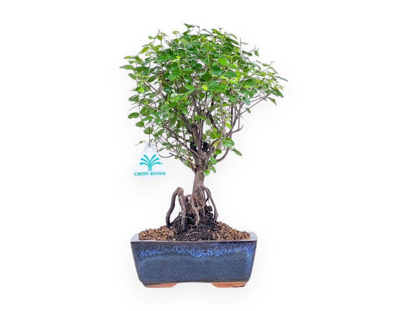 Bonsai di Sagerethia theezans %separator% %category% sempreverde