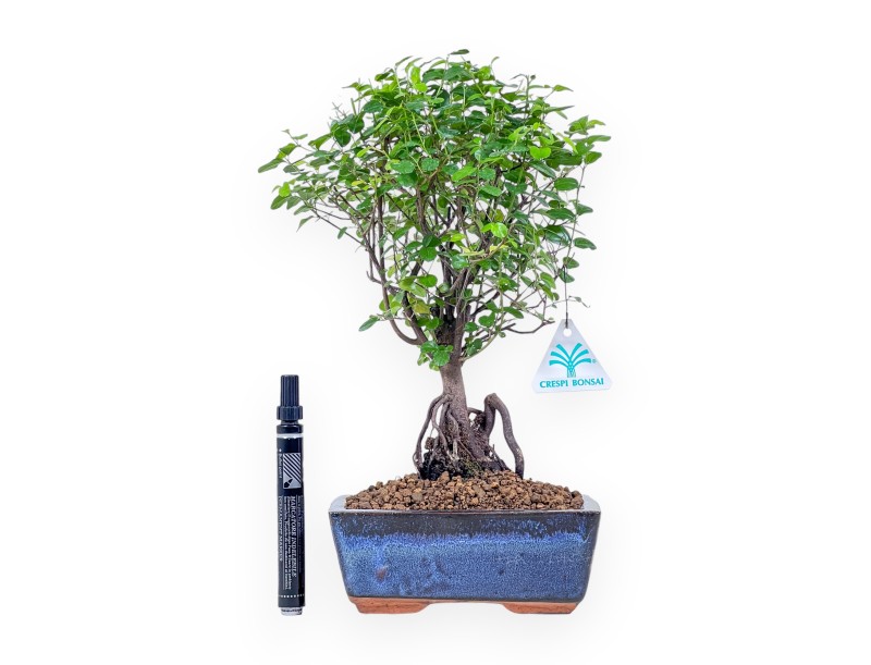 Bonsai di Sagerethia theezans %separator% %category% sempreverde