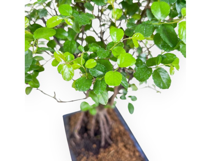 Bonsai di Sagerethia theezans %separator% %category% sempreverde