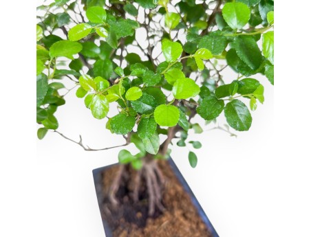 Bonsai di Sagerethia theezans %separator% %category% sempreverde