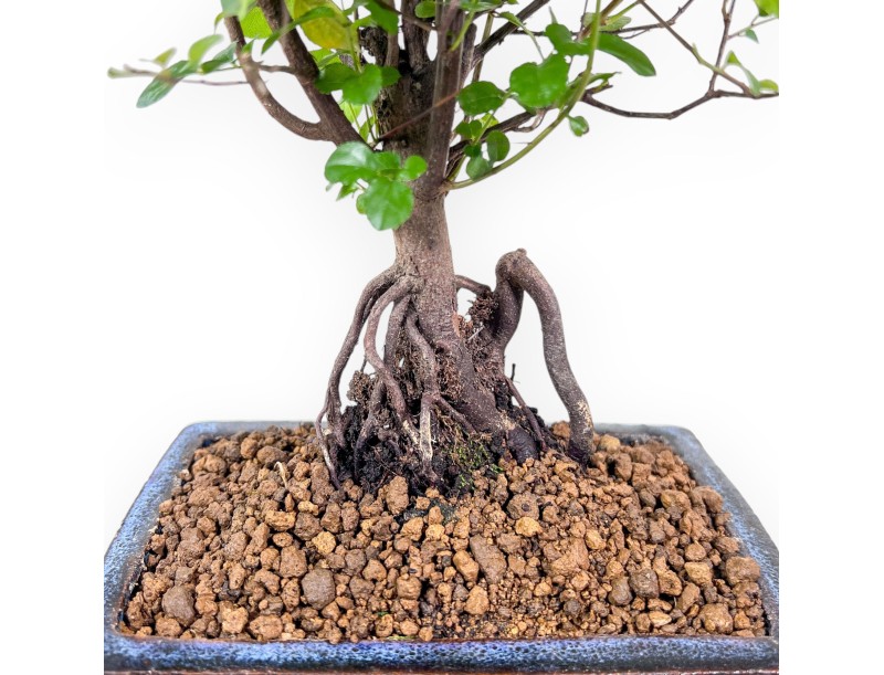 Bonsai di Sagerethia theezans %separator% %category% sempreverde