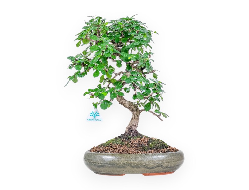 Bonsai van Carmona macrophylla %separator% %category% groenblijvend