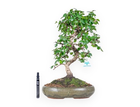 Bonsai van Carmona macrophylla %separator% %category% groenblijvend