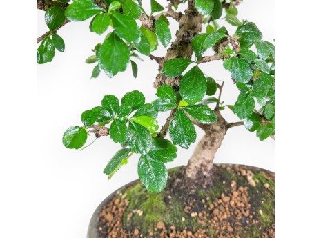 Bonsai van Carmona macrophylla %separator% %category% groenblijvend