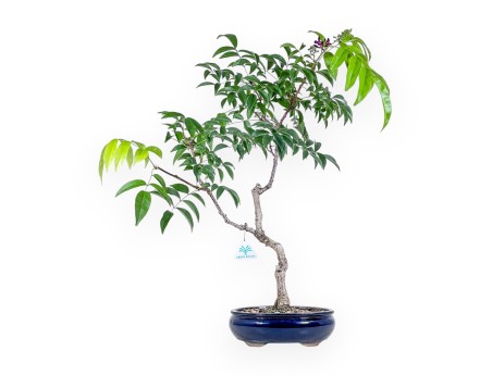 Millettia bonsai %separator% %category%