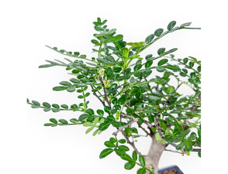 Bonsai van Zanthoxylum piperitum %separator% %category% groenblijvend